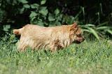 NORWICH TERRIER 101